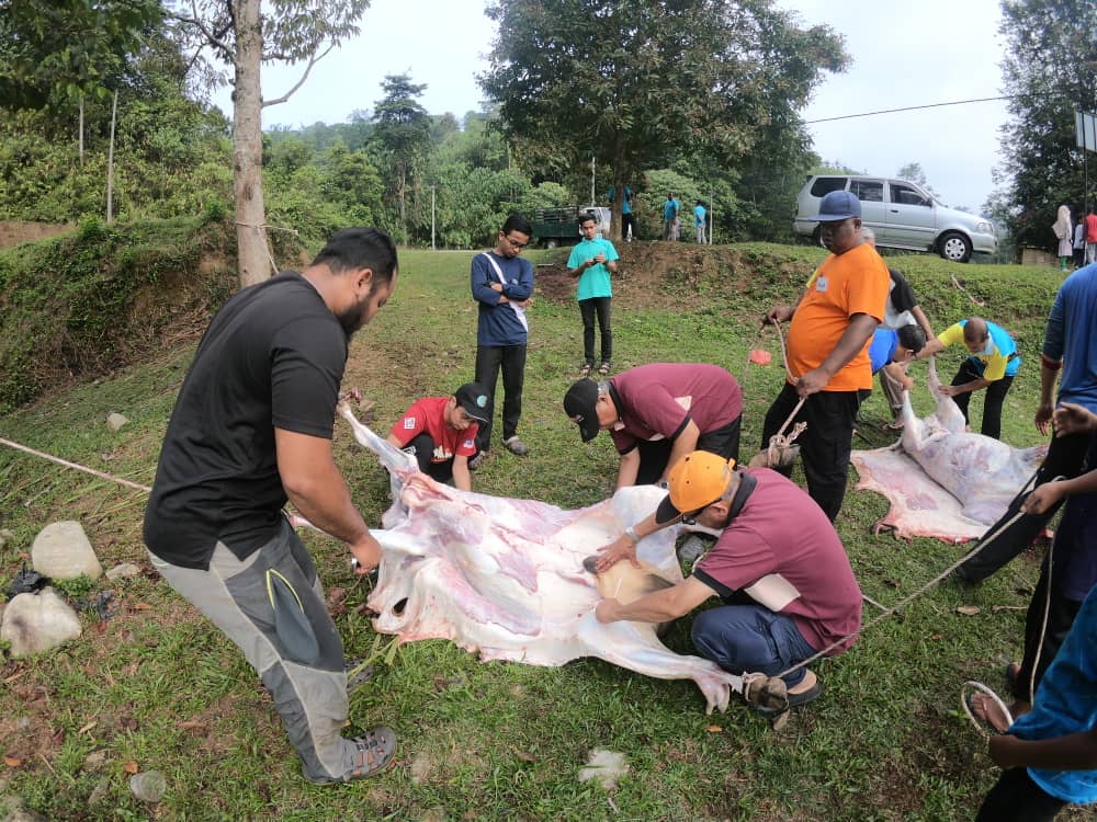 ASSAK77 & HALUAN Korban Lembu di Air Banun