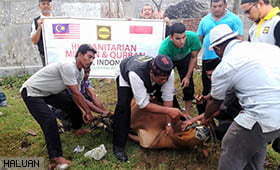 Korban Aidil Adha di Aceh