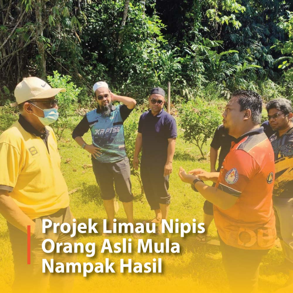 Projek Limau Nipis Orang Asli Mula Nampak Hasil