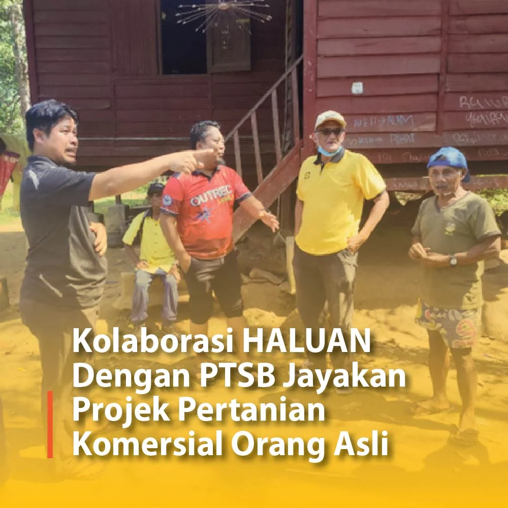 Kolaborasi HALUAN dengan Politeknik Tuanku Sultanah Bahiyah jayakan projek pertanian komersial Orang Asli